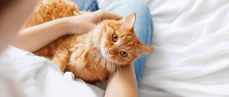 pelage chat